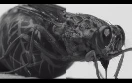 Heiko-Thandeka Ncube & Mazlum Nergiz Know Your Master, 2020,