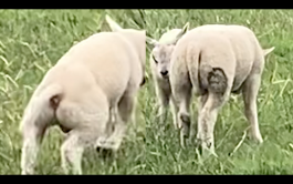 Heiko-Thandeka Ncube & Mazlum Nergiz Know Your Master, 2020,