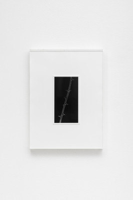 Jiyoon Chung Buds, 2022/2024 gelatin silver print on fibre based paper, acrylic, artist frame 39 x 29 x 3 cm Edition 1/3