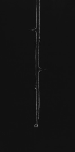 Detail of Jiyoon Chung, Buds, 2022, hand printed photogram, 29 × 39 cm 